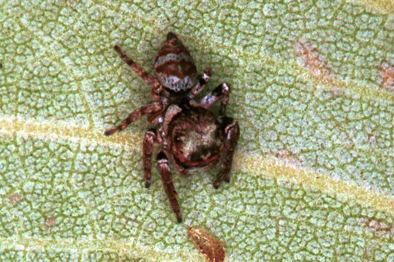 Euryattus_bleekeri_RF0418_O_78_Palmerstone park_Australie.jpg